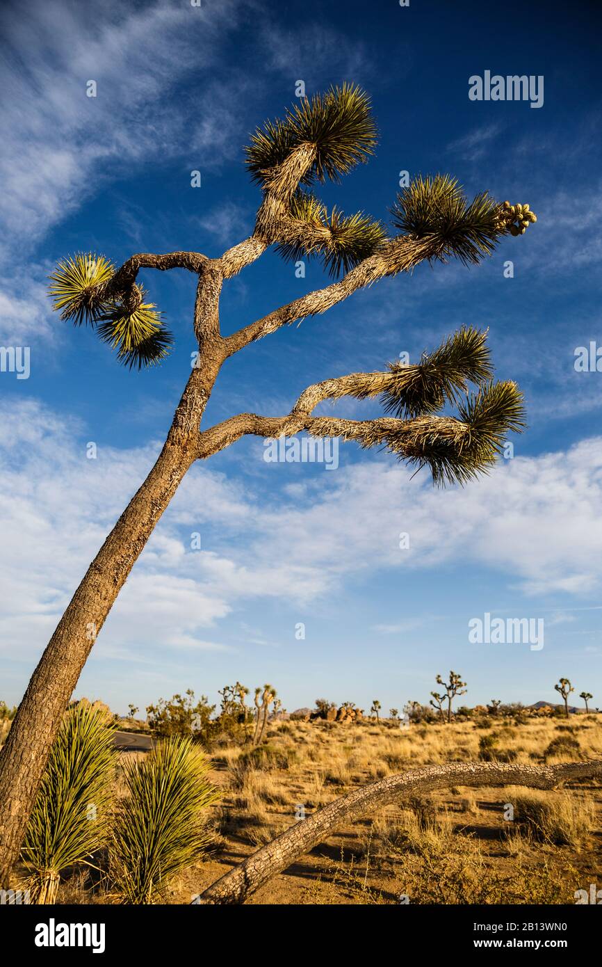 Joshua Tree National Park, Mojave Desert, Californie, États-Unis Banque D'Images