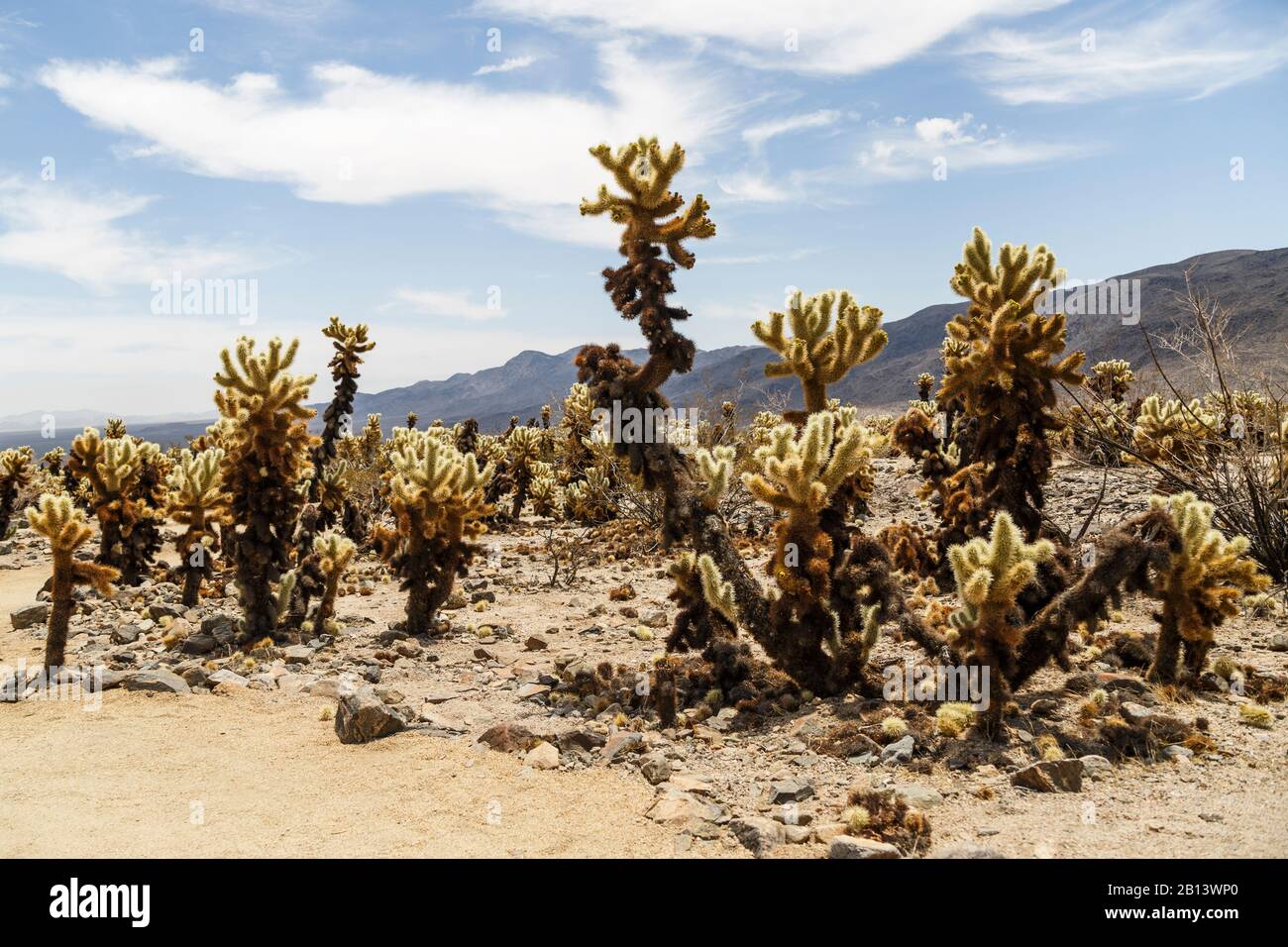 Jardin Des Cactus De La Jolla Dans Le Parc National De Joshua Tree, Désert De Mojave, Californie, États-Unis Banque D'Images