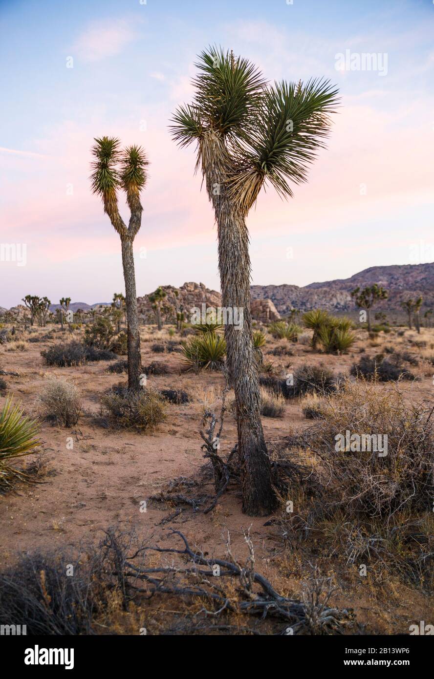 Joshua Tree National Park, Mojave Desert, Californie, États-Unis Banque D'Images