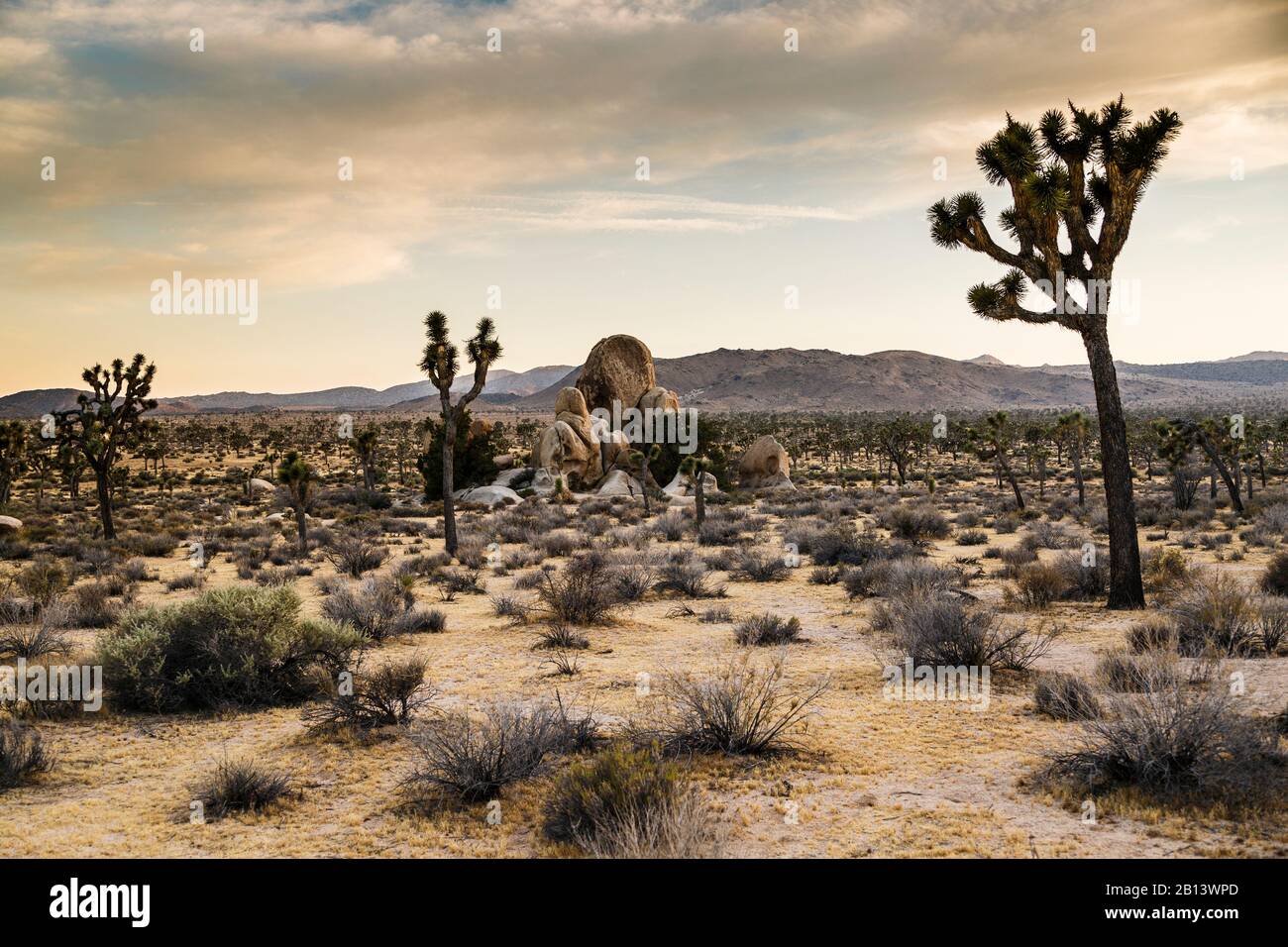 Joshua Tree National Park, Mojave Desert, Californie, États-Unis Banque D'Images