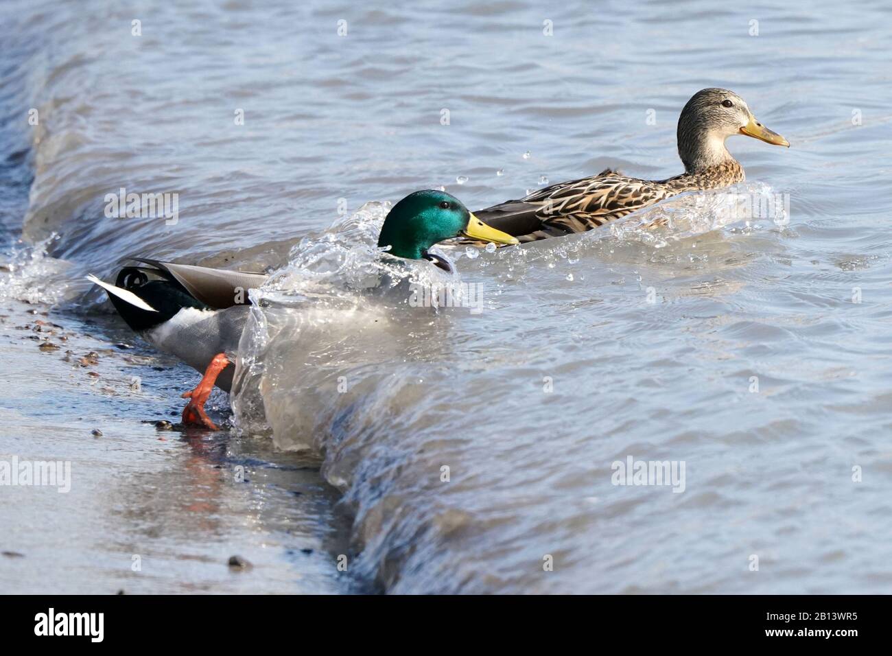 Canards colverts au lac Ontario Banque D'Images