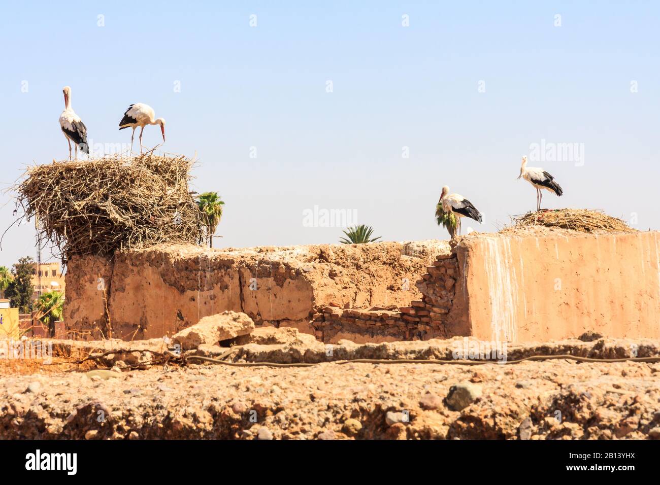 Des cigognes nichant dans le palais El Badi, Mrakesh, Maroc Banque D'Images