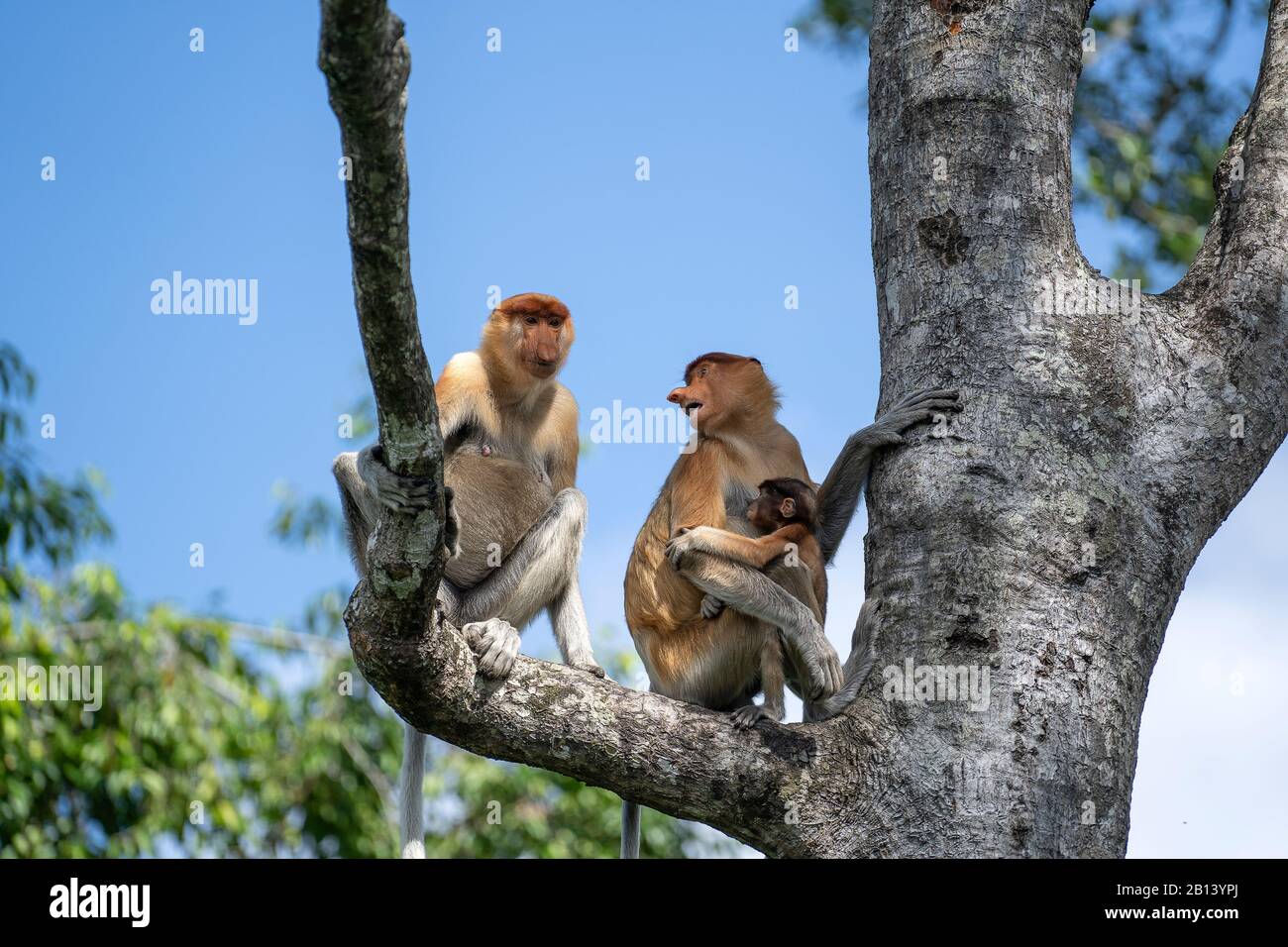 Singe sauvage Proboscis ou nasalis larvatus, dans la forêt tropicale de l'île Bornéo, en Malaisie, près Banque D'Images