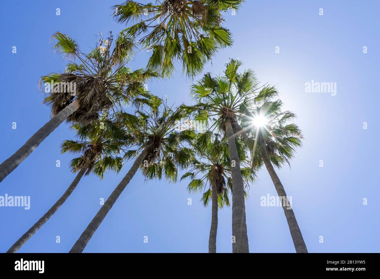 Palmiers en contre-jour, Los Angeles, Californie, États-Unis Banque D'Images