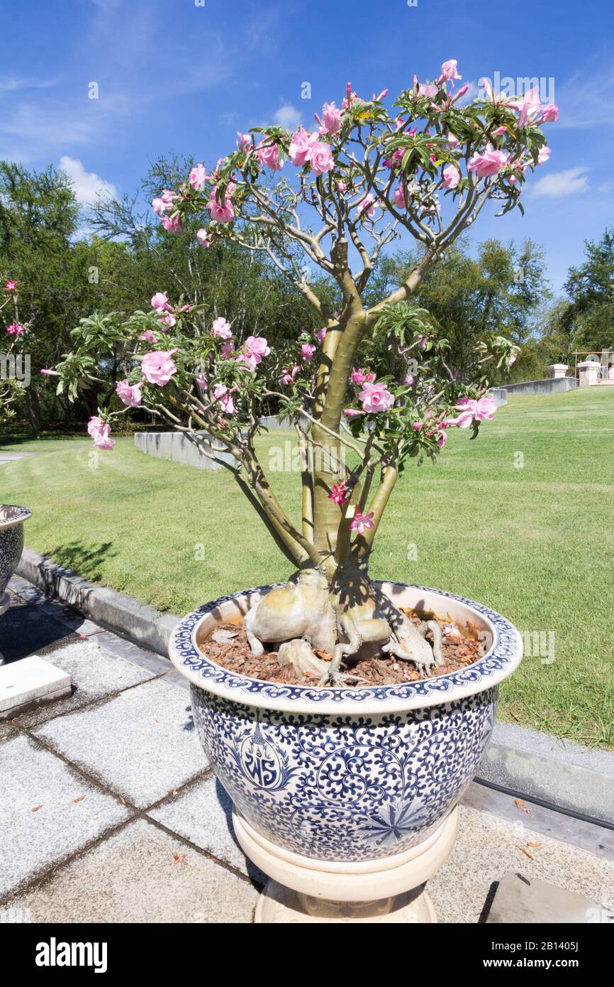 Plantes fleuries en pot de plantes ornementales dans le jardin du palais de  Maruekhathaiyawan, Cha Am, Thaïlande Photo Stock - Alamy