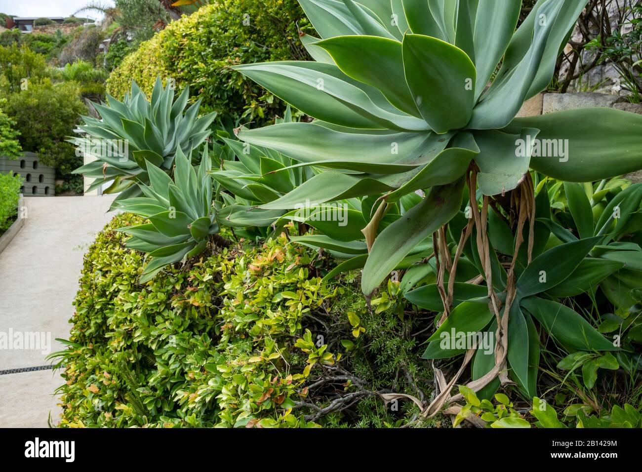 Jardin intérieur australien typique avec plantes indigènes, banlieue de Whale Beach à Sydney, Australie Banque D'Images