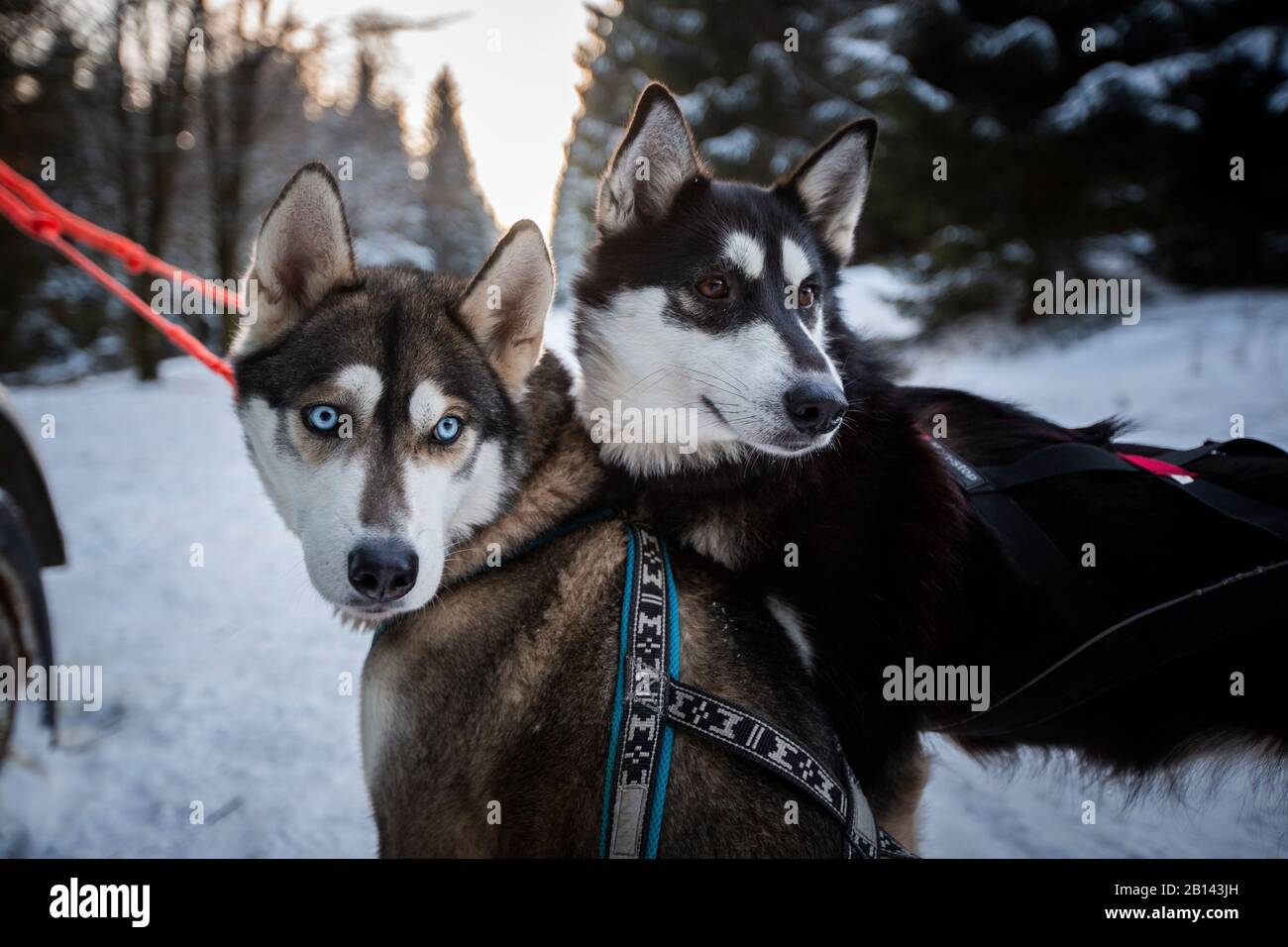 Chien de Traîneau Husky tour, forêt de Thuringe, Allemagne Banque D'Images
