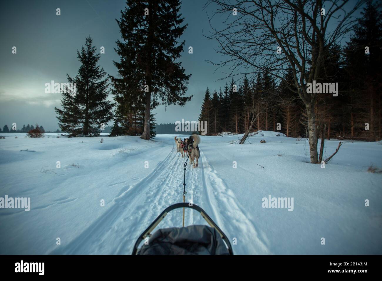 Chien de Traîneau Husky tour, forêt de Thuringe, Allemagne Banque D'Images