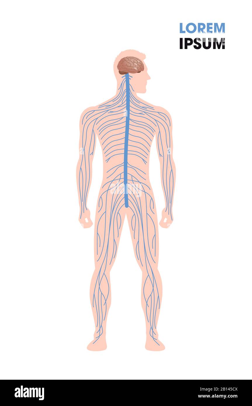 système nerveux humain nerfs sympathiques parasympathique connectés des organes internes par le cerveau et la moelle épinière affiche médicale pleine longueur plate verticale copie espace illustration vectorielle Illustration de Vecteur