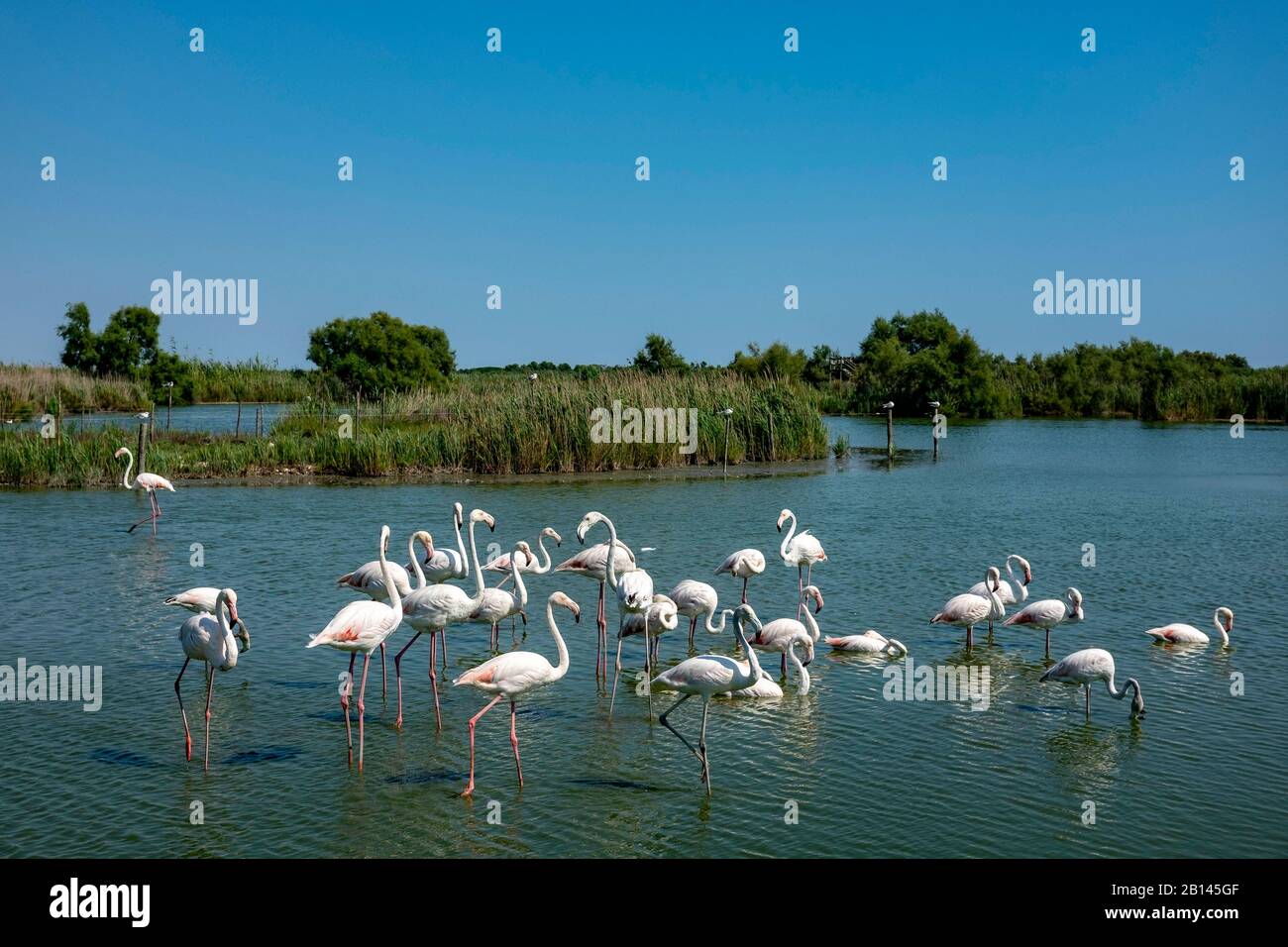 Flamingos dans le Parc ornithologique du Pont de Gau, les îles de Camargue, le Sud de la France Banque D'Images