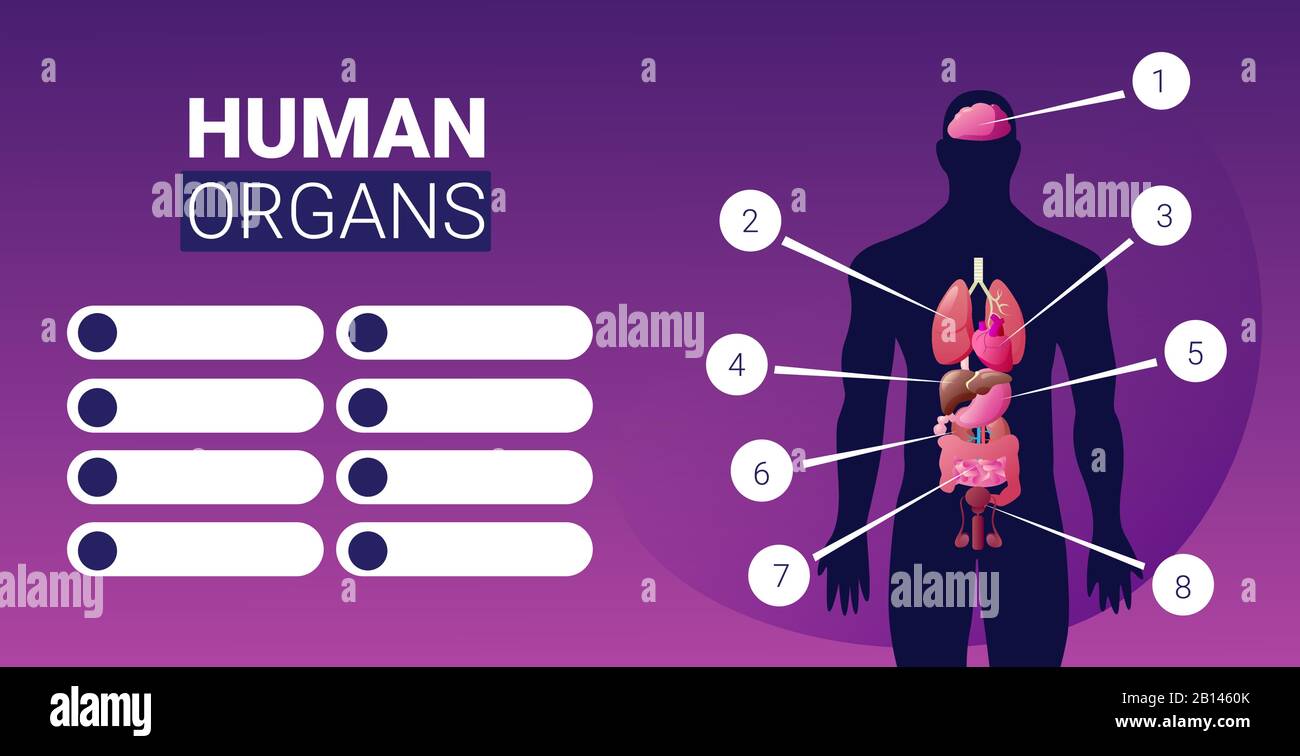 poster infographie sur la structure du corps humain avec les icônes des organes internes masculins anatomie carte système portrait illustration vectorielle horizontale Illustration de Vecteur
