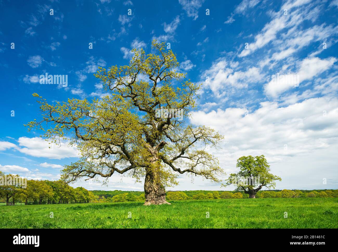 Vieux chênes solitaires sur la prairie au printemps, anciens arbres à chapeau, Reinhardswald, Hesse, Allemagne Banque D'Images