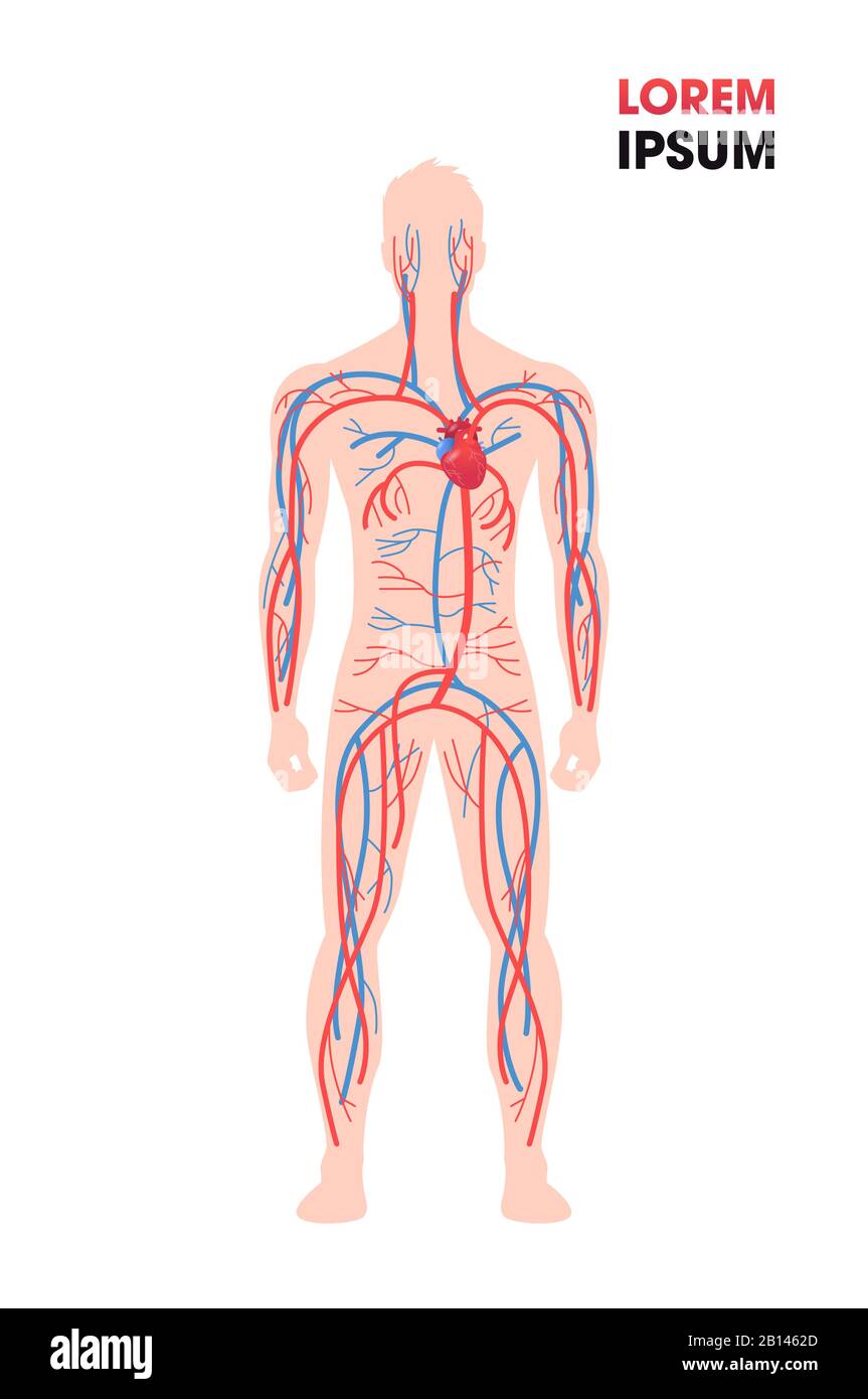 système circulatoire veineux artériel humain vaisseaux sanguins affiche médicale pleine longueur plate verticale copie espace illustration vectorielle Illustration de Vecteur