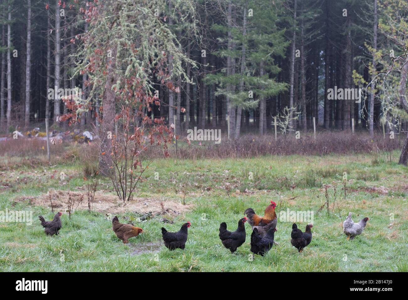 Poules dans un champ. Banque D'Images