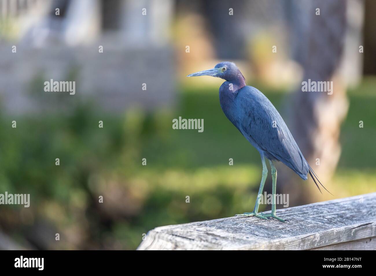 Un Petit héron bleu (Egretta caerulea) commun dans le sud-est des États-Unis, du Mexique, et de l'Amérique centrale, se tient sur un rail de garde en bois près de l'eau, où Banque D'Images