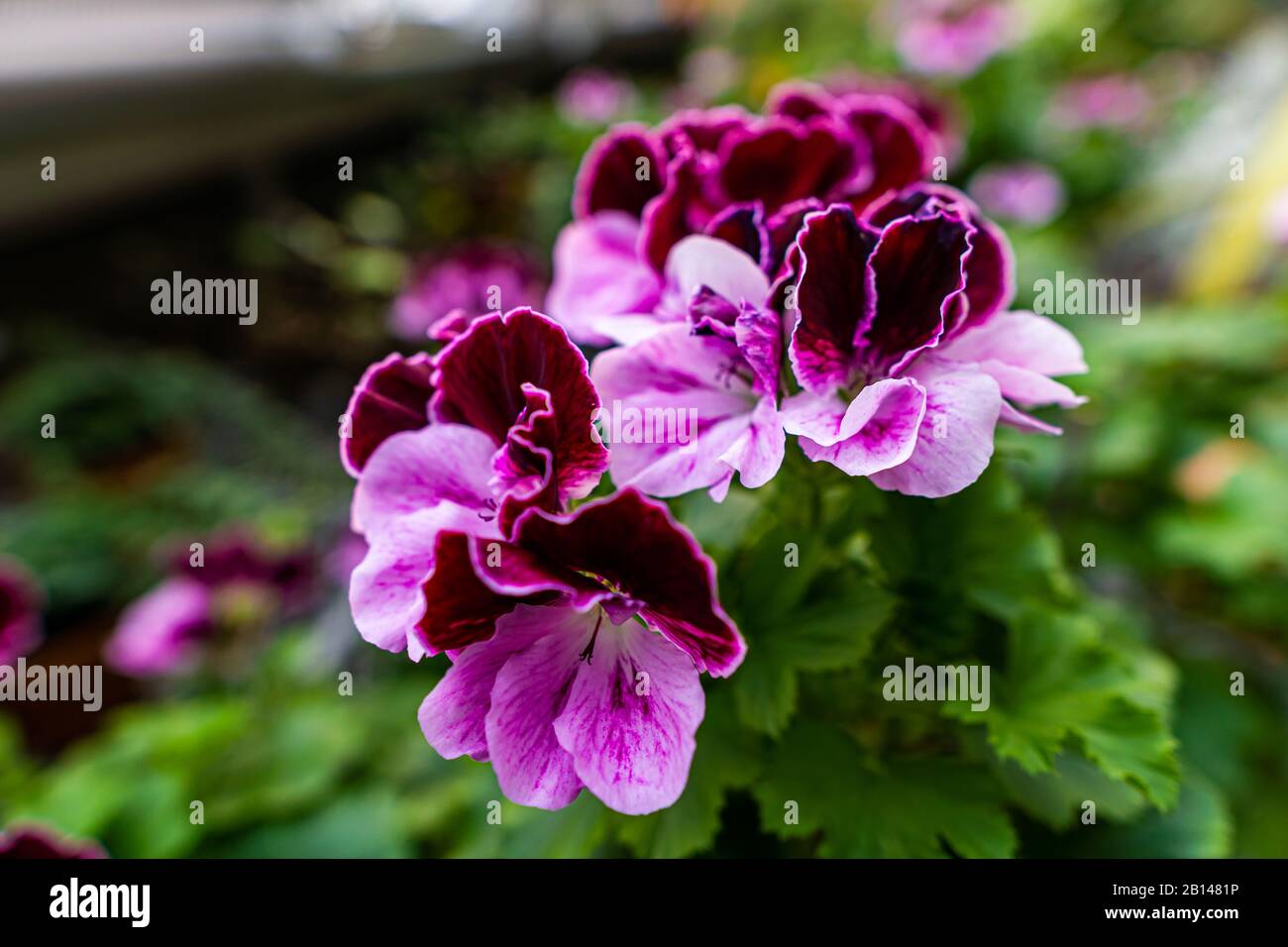 Martha Wwashington Géraniums pelargonium domesticum Banque D'Images