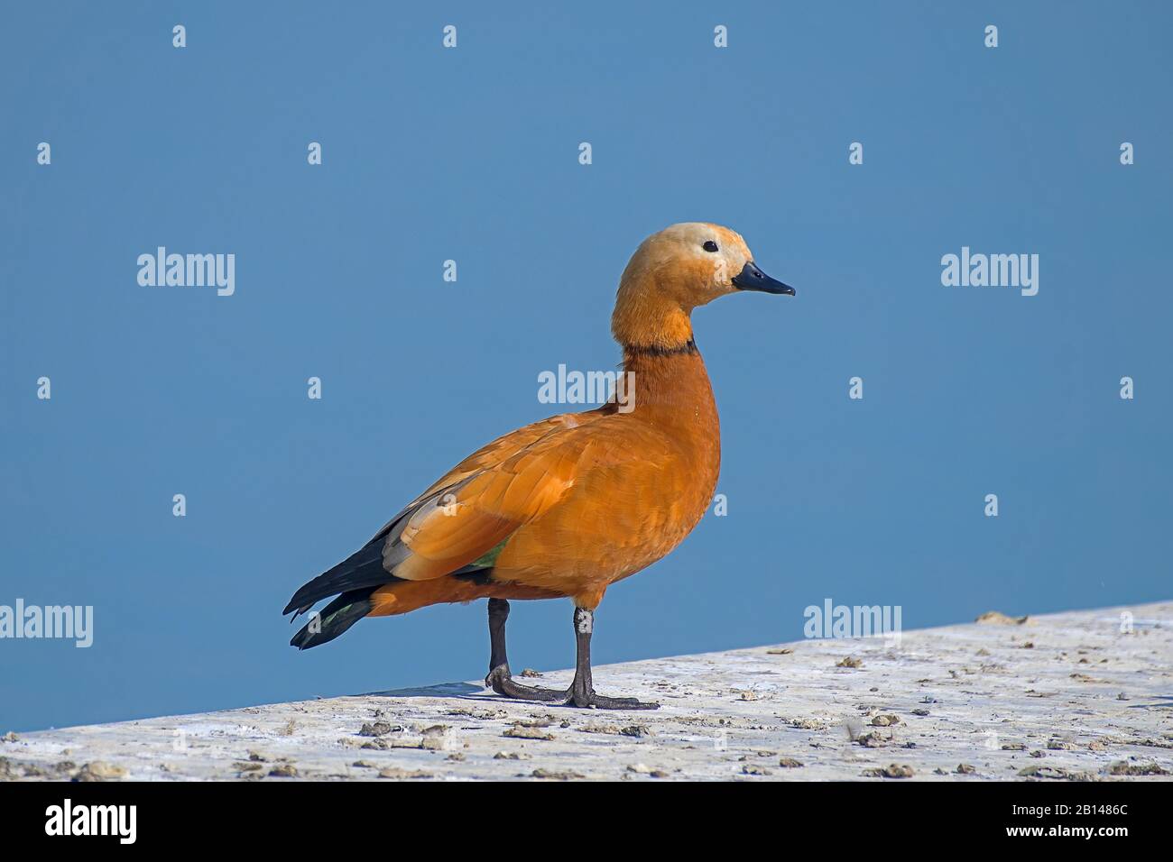 Un canard à la dérive sur un barrage Banque D'Images