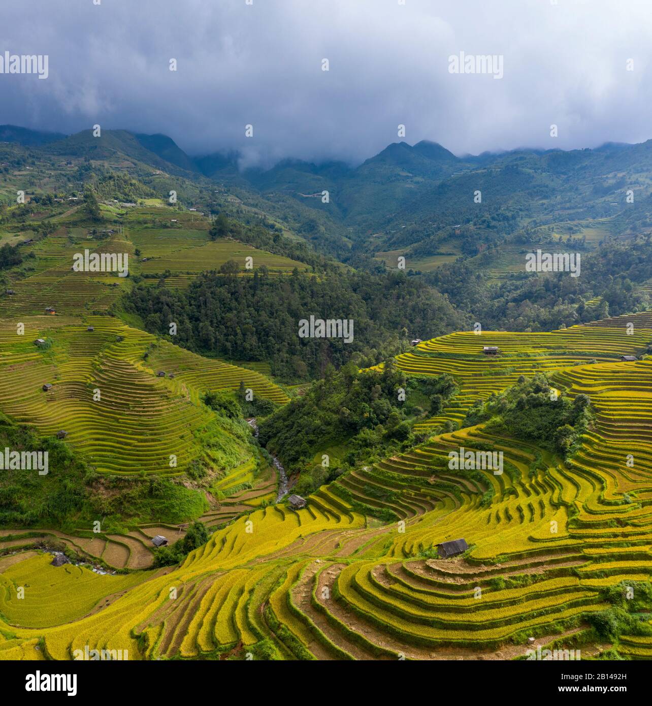 Terrasses de riz doré juste avant la récolte dans le nord du Vietnam, Mu Cang Chai, Vietnam Banque D'Images