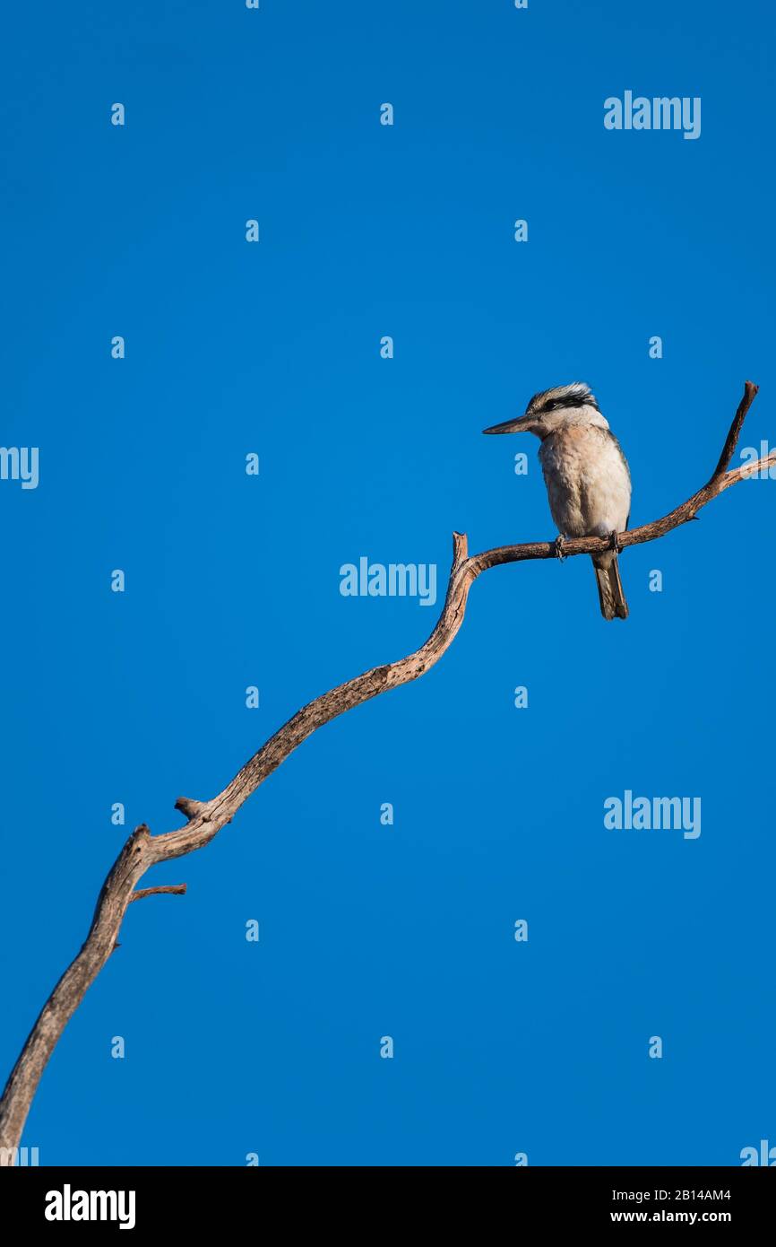 Sous-espèce de kookaburra à ailes bleues (leachii cliftoni) dans le parc national de Karajini en Australie occidentale. Banque D'Images