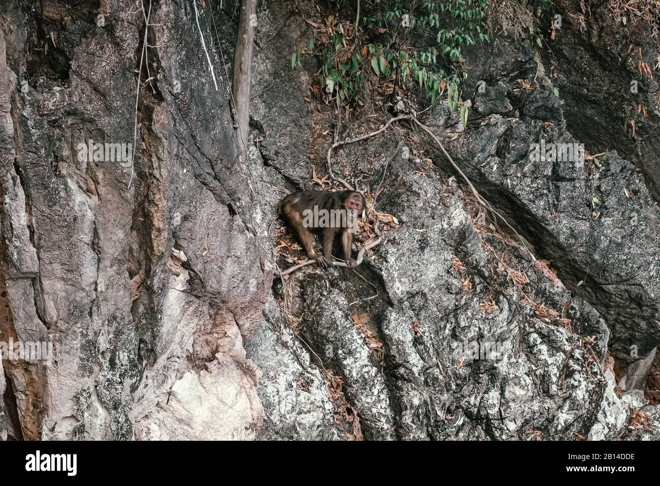 Singe sauvage assis sur un rocher dans le parc national de Khao Sok, Thaïlande Banque D'Images