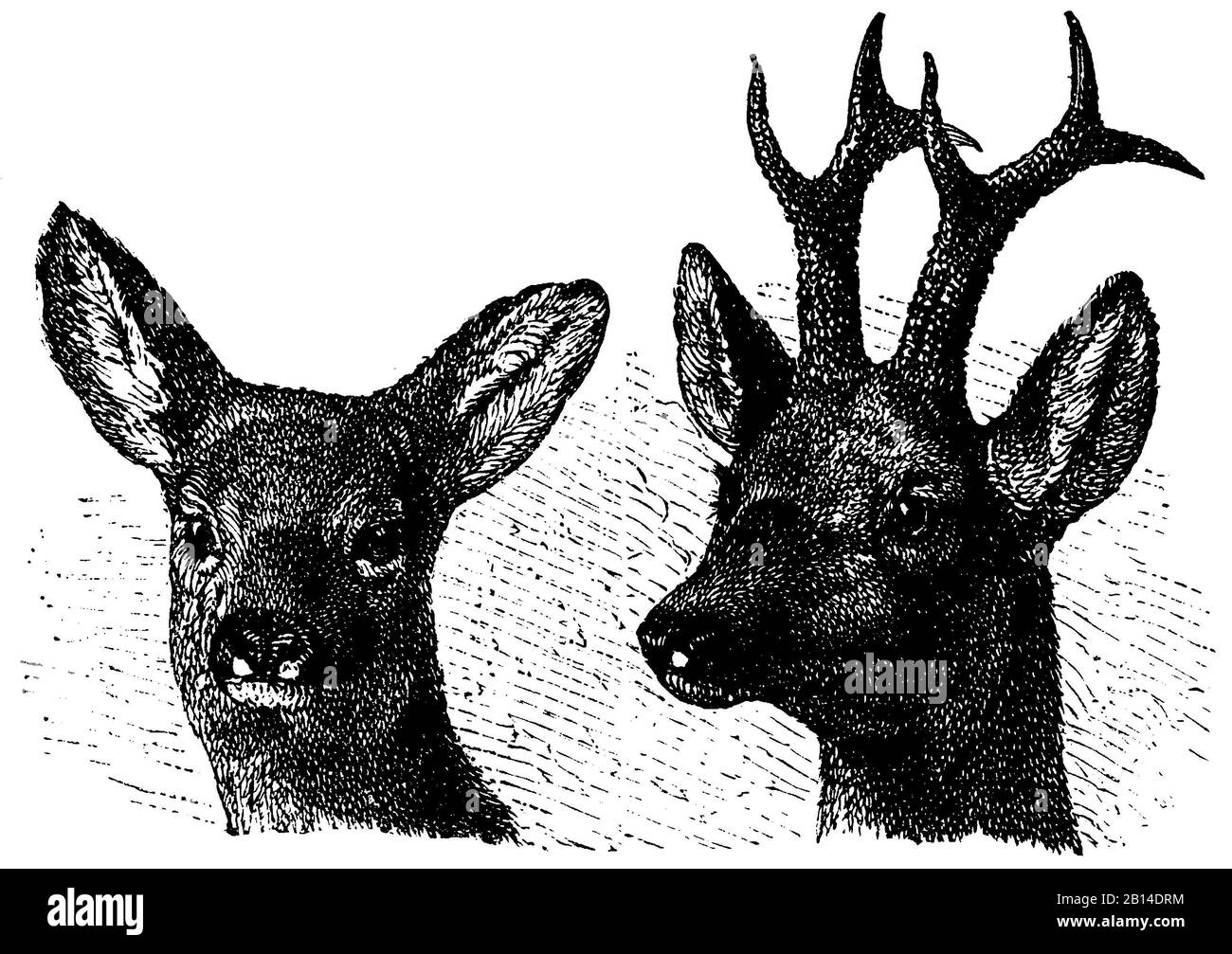 ROE, Capreolus capreolus, Reh und Rehbock: Kopf, Roe, anonym (livre de biologie, 1889) Banque D'Images