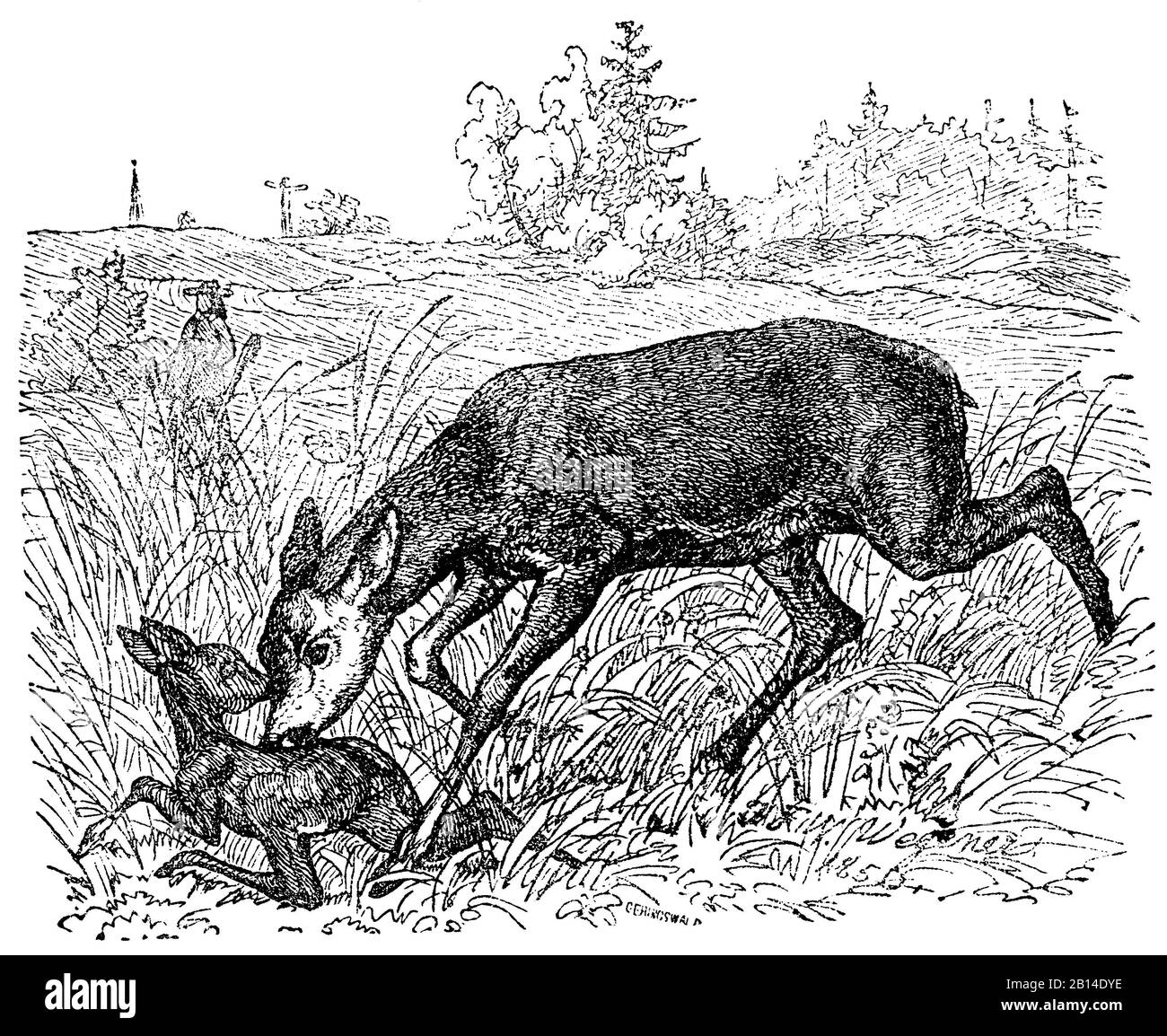 ROE, Capreolus capreolus, Rehmutter mit ihrem Jungem, Roe, Ger*was? (livre de zoologie, 1873) Banque D'Images
