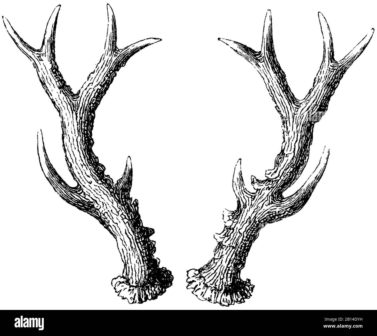 ROE, Capreolus capreolus, Reh : Geweih, Roe, anonym (livre de zoologie, 1882) Banque D'Images