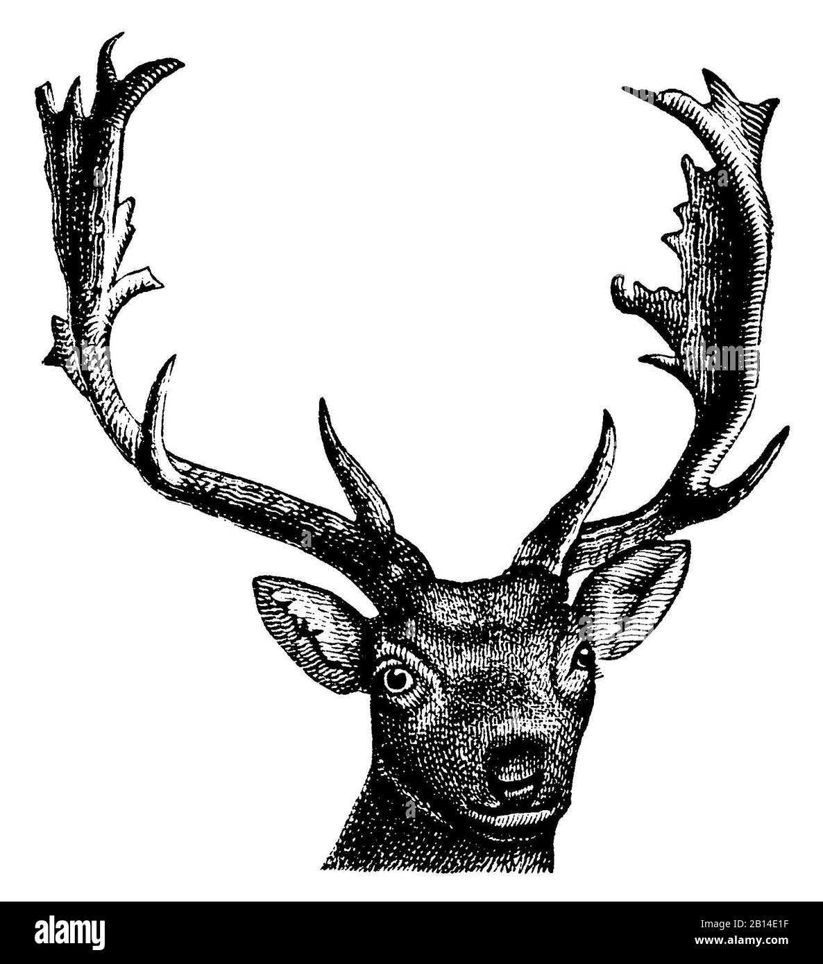 ROE, Capreolus capreolus, Rehbock: Kopf, Roe, anonym (livre d'histoire naturelle, 1886) Banque D'Images