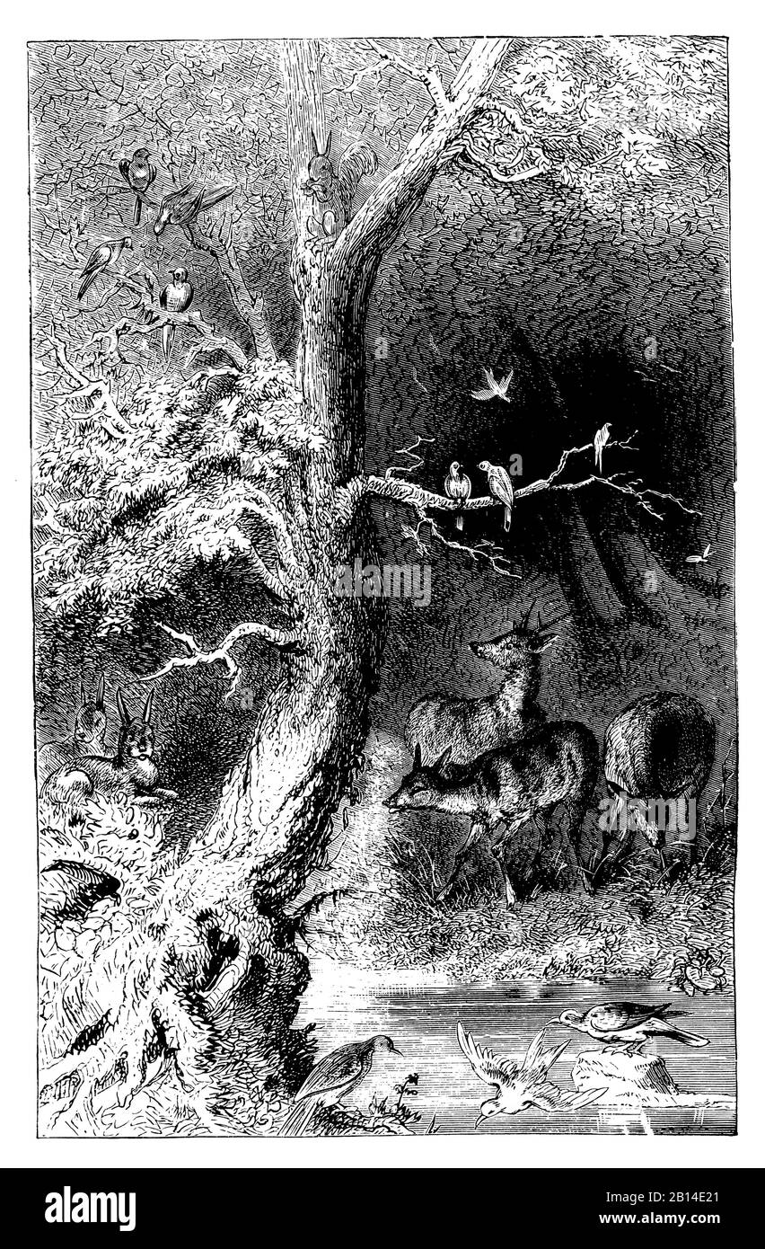 ROE, Capreolus capreolus, Rehe im Wald, Roe, (livre de biologie, 1903) Banque D'Images