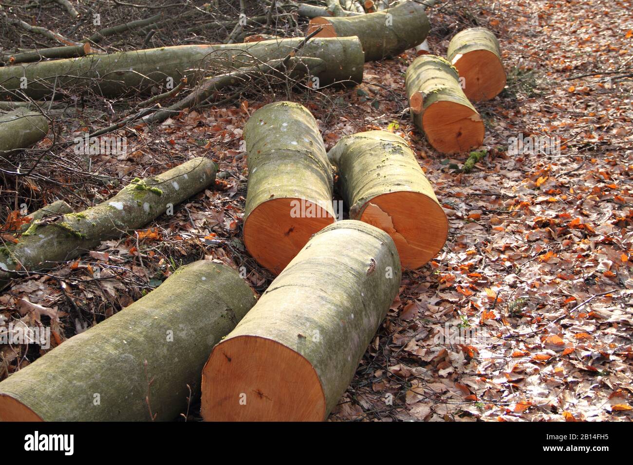 Les arbres sont défrichées dans la forêt Banque D'Images Les arbres sont défrichées dans la forêt Banque D'Images