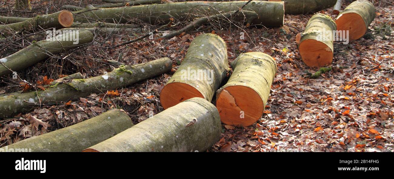 Les arbres sont défrichées dans la forêt Banque D'Images Les arbres sont défrichées dans la forêt Banque D'Images