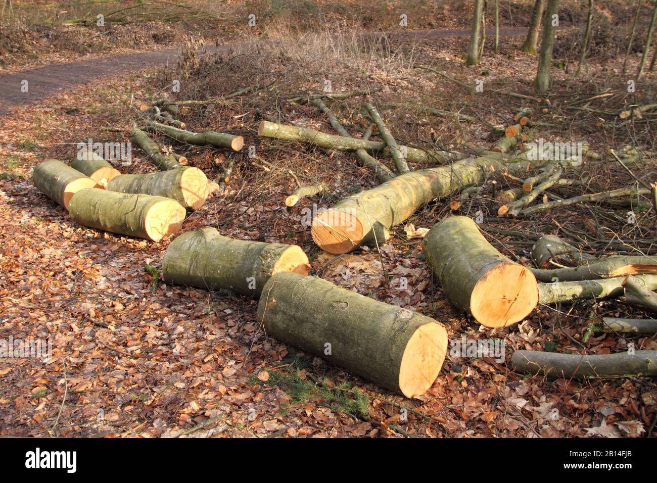 Les arbres sont défrichées dans la forêt Banque D'Images Les arbres sont défrichées dans la forêt Banque D'Images