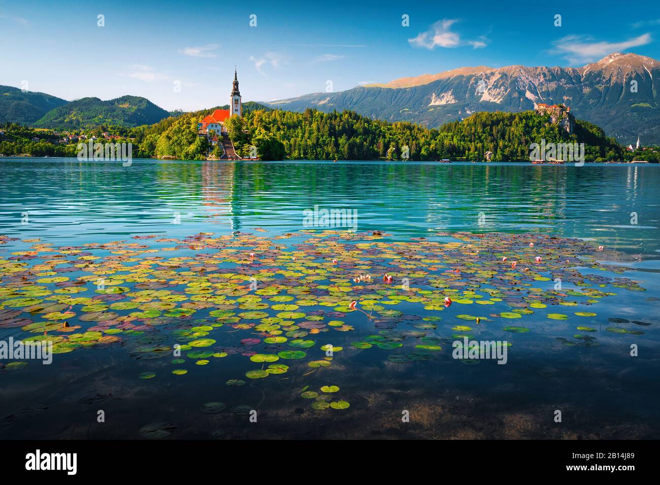 Admirable fleurs roses de lotus fleurit sur le lac. L'eau magique fleurs de lys et église de pèlerinage sur la petite île en arrière-plan, lac Bled, Slove Banque D'Images