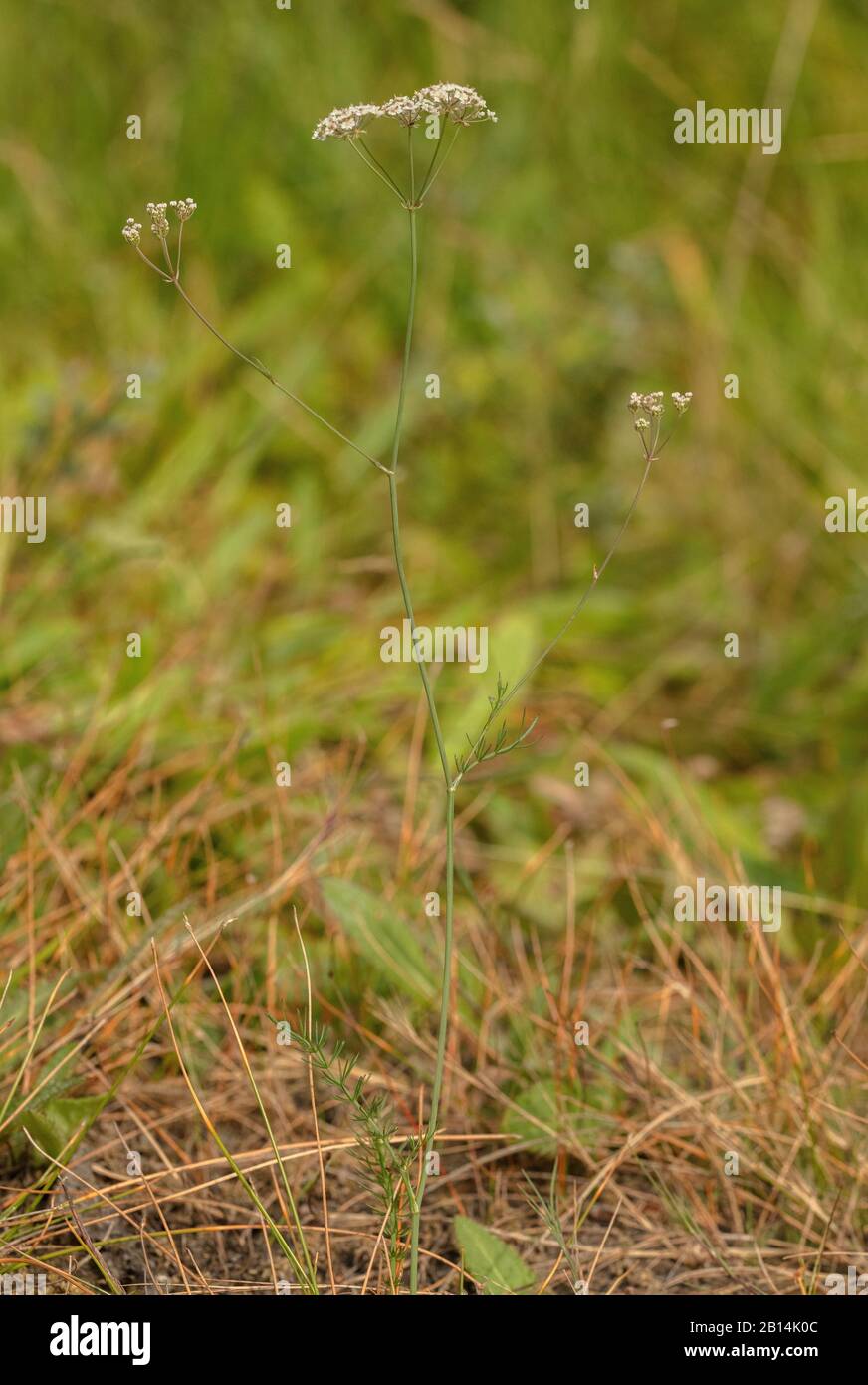 Le chamaway de Whorled, Carum verticillatum, en fleur dans les prairies acides. Banque D'Images