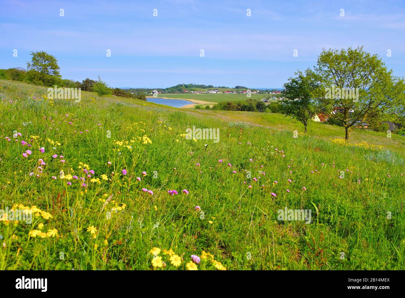 Pré fleur de printemps sur l'île de Ruegen dans le nord de l'Allemagne Banque D'Images