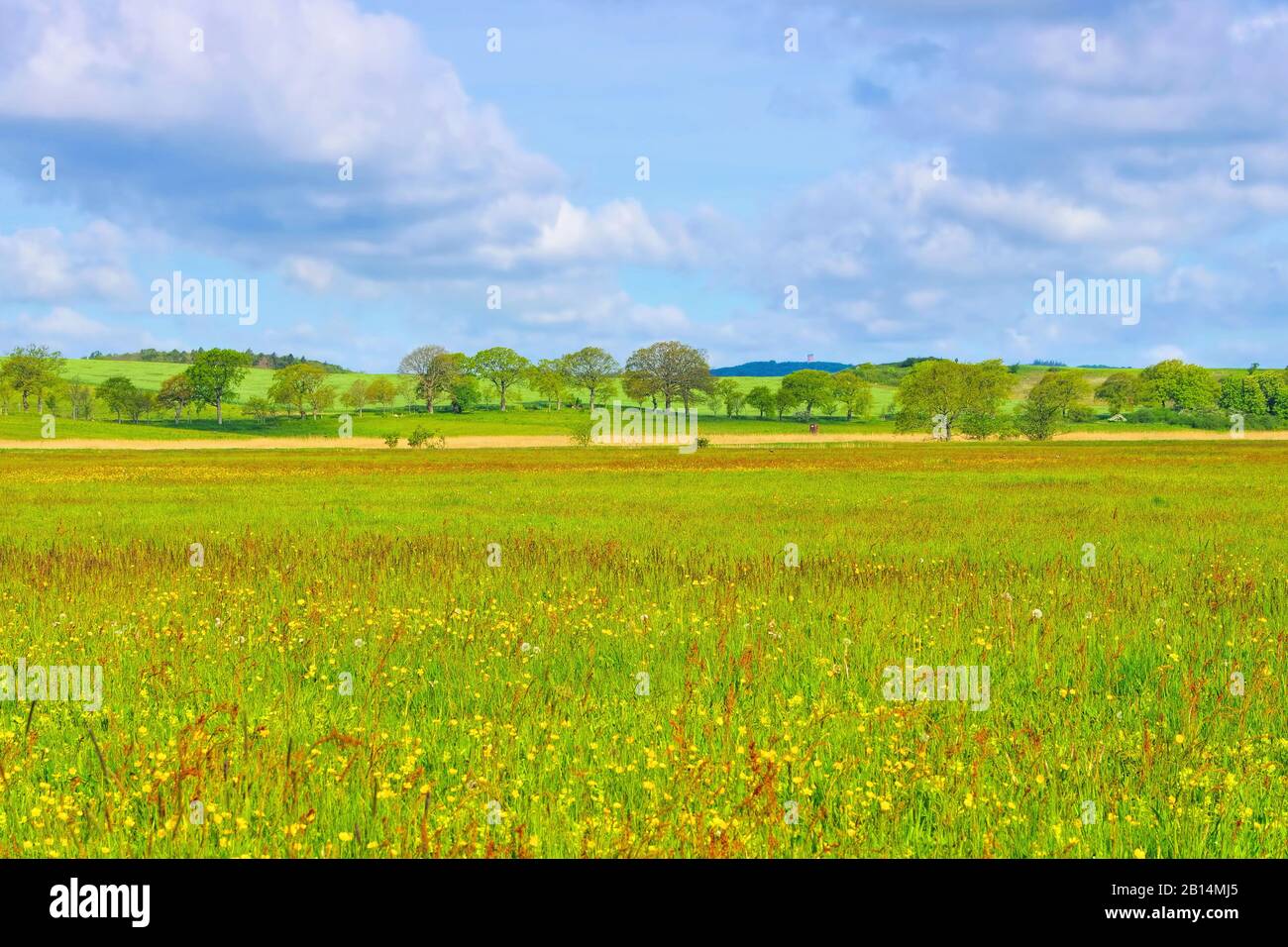 Pré fleur de printemps sur l'île de Ruegen dans le nord de l'Allemagne Banque D'Images