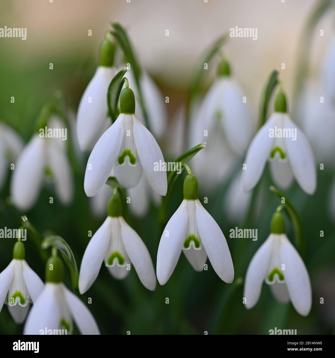 Premier printemps fleurs avec fond naturel coloré sur une journée  ensoleillée. De belles petites chutes de neige blanches dans l'herbe. Fin  de saison d'hiver dans la nature Photo Stock - Alamy