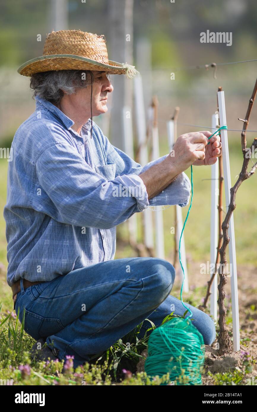 L'agriculteur de campagne enserre la vigne dans le vignoble. Banque D'Images