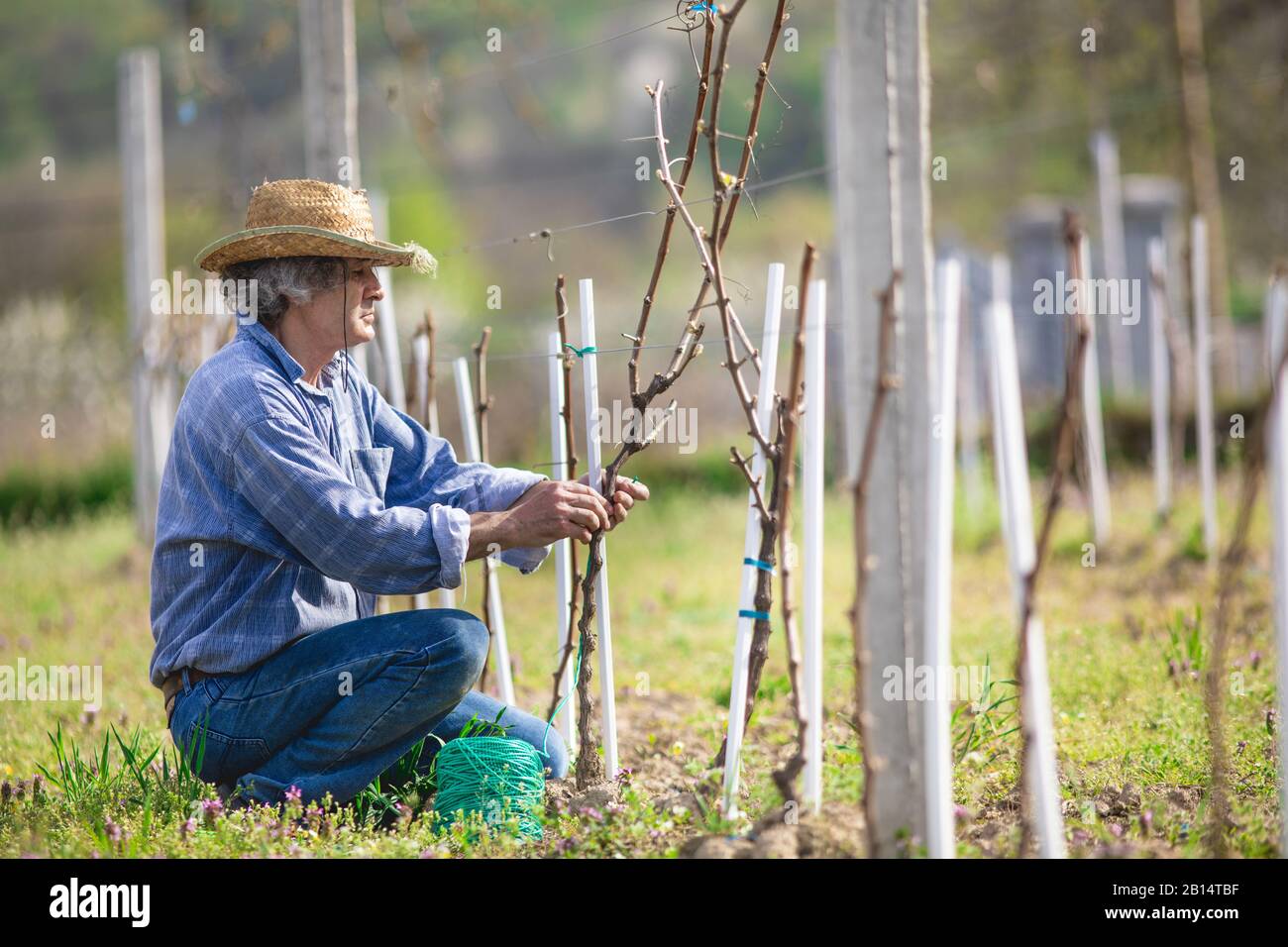 L'agriculteur de campagne enserre la vigne dans le vignoble. Banque D'Images