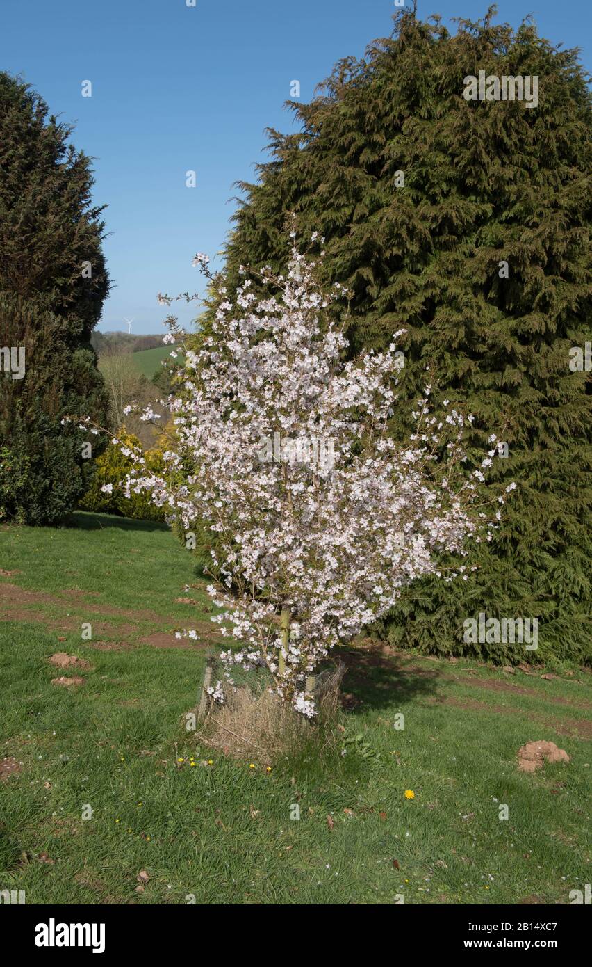 Spring Blossom d'un arbre de cerisier (Prunus 'The Bride') dans un jardin de forêt dans le Devon rural, Angleterre, Royaume-Uni Banque D'Images