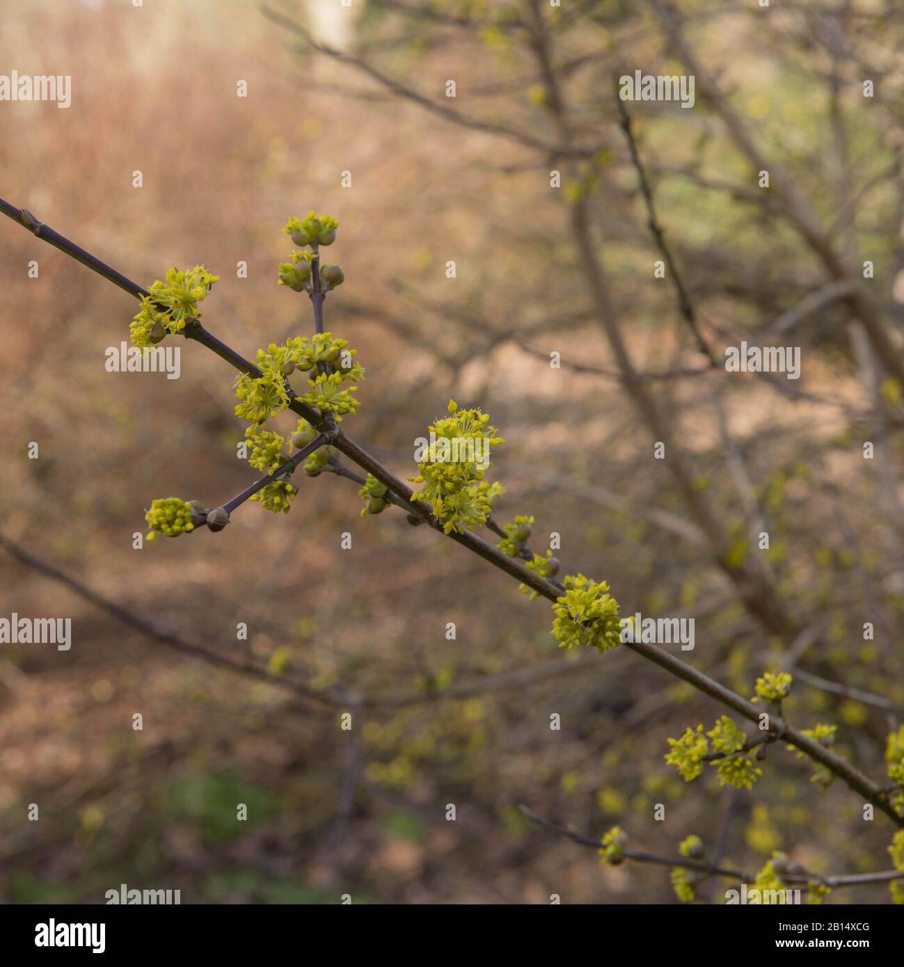 Fleurs jaunes d'hiver d'un arbre de cerisier cornélien À Feuilles Caduques (Cornus mas 'Golden Glory') dans un jardin boisé dans le Devon rural, Angleterre, Royaume-Uni Banque D'Images