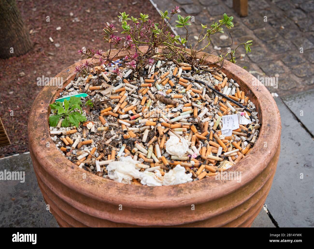 Un grand pot de plantes utilisé comme un cendrier à l'extérieur d'un bar à Cardiff le jour du match Des Six nations, au sud du Pays de Galles. Banque D'Images