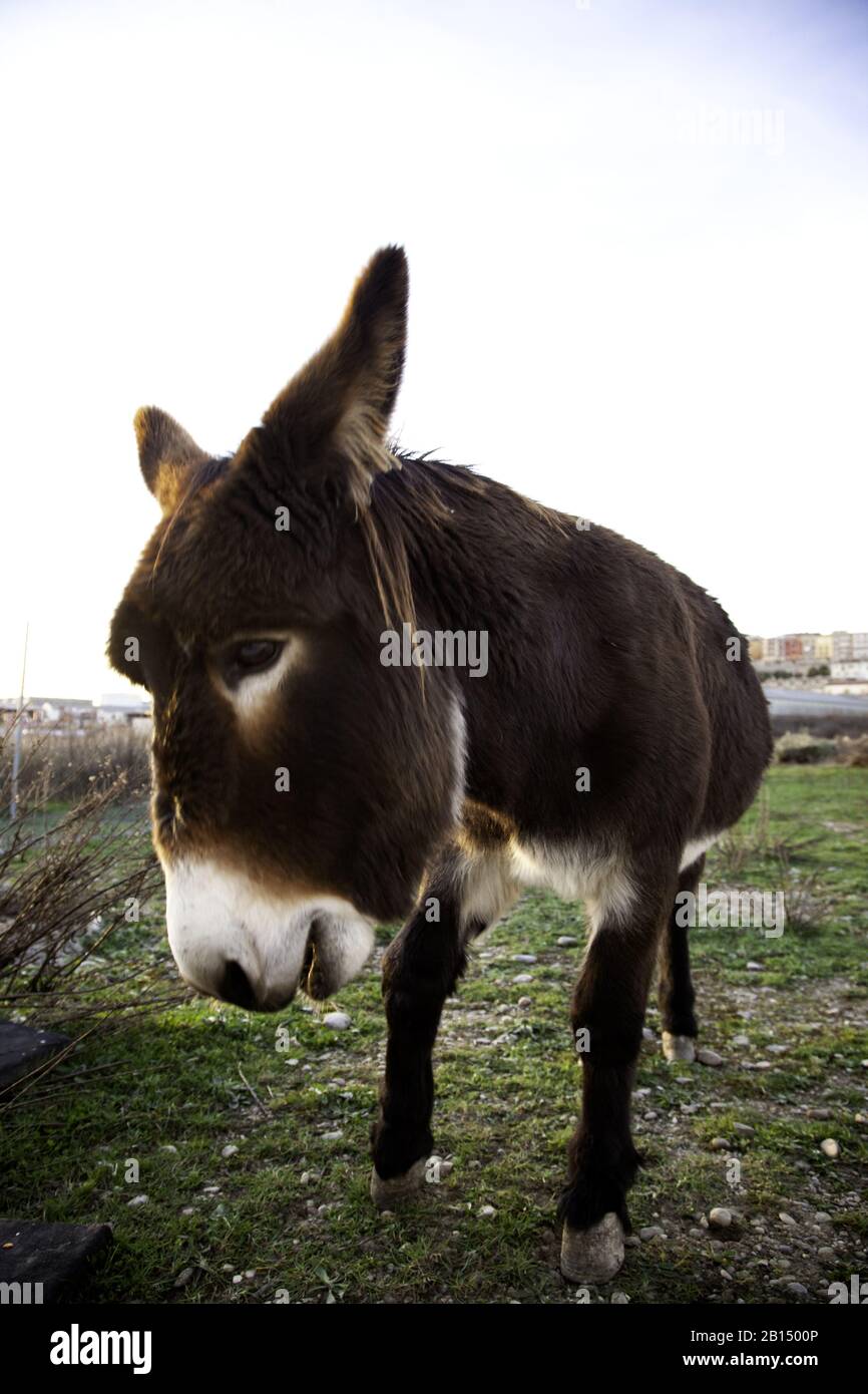 Ânes dans la ferme animale, parc naturel Banque D'Images