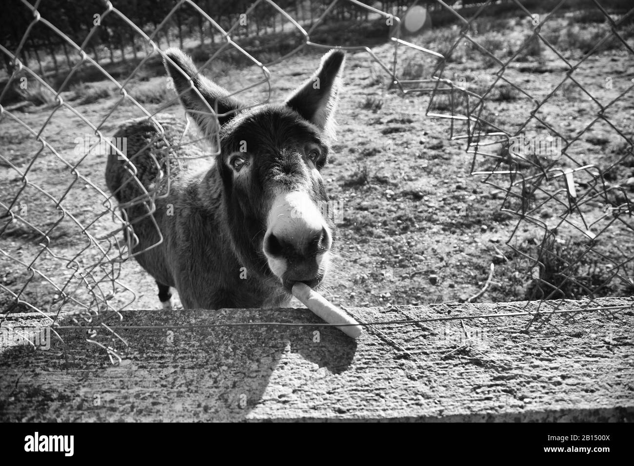 Ânes dans la ferme animale, parc naturel Banque D'Images