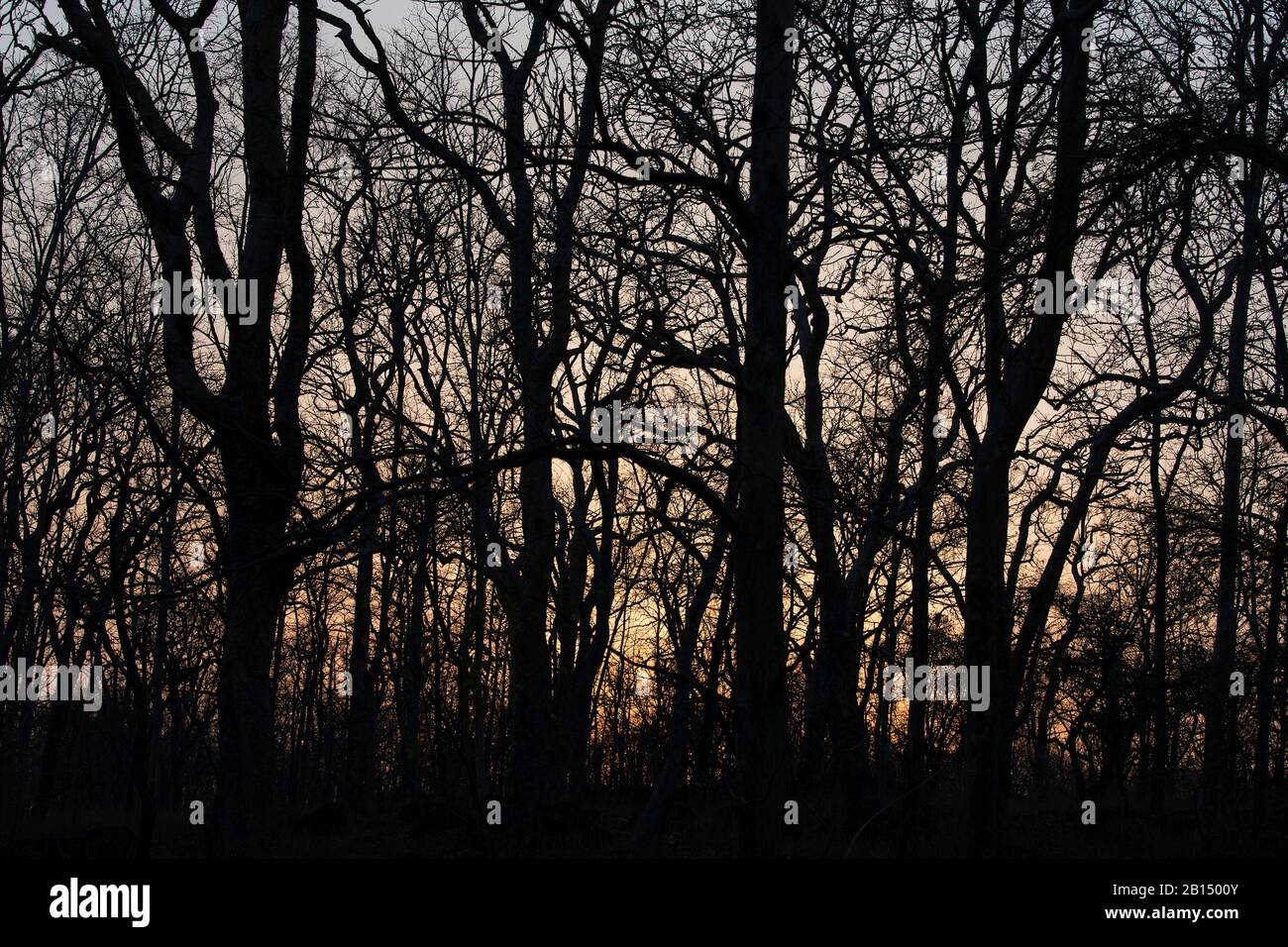 L'image Des Arbres dans la formationa au coucher du soleil dans Tipeshwar Wildlife Sanctuary, Maharashtra, Inde, Asie. Banque D'Images