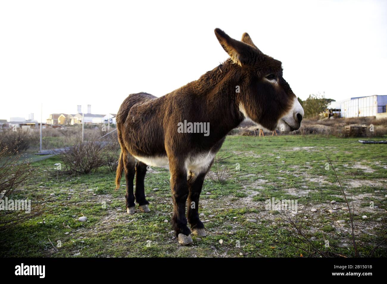 Ânes dans la ferme animale, parc naturel Banque D'Images