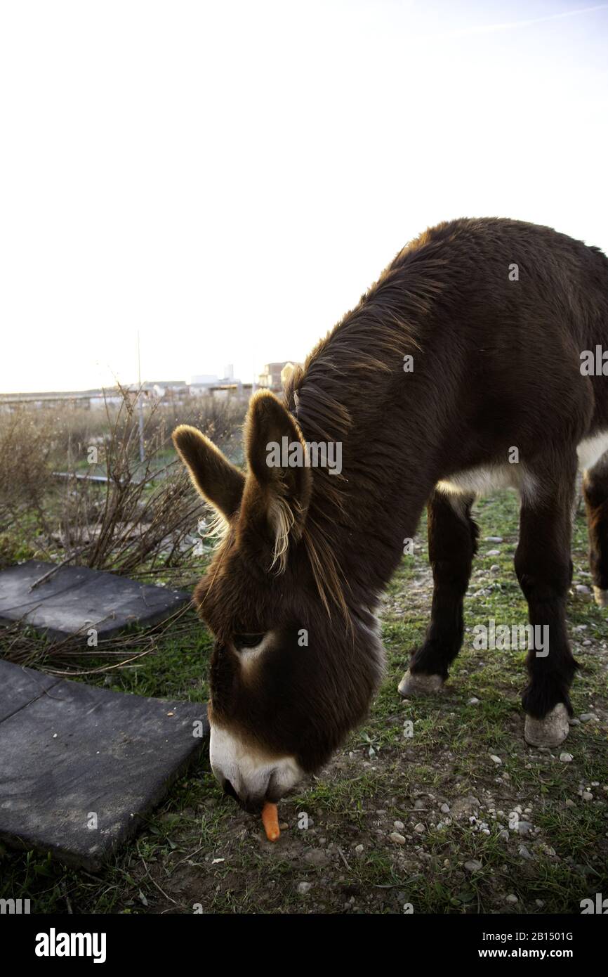 Ânes dans la ferme animale, parc naturel Banque D'Images