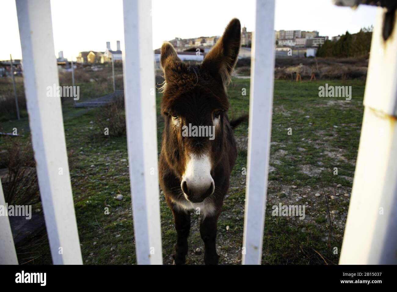 Ânes dans la ferme animale, parc naturel Banque D'Images