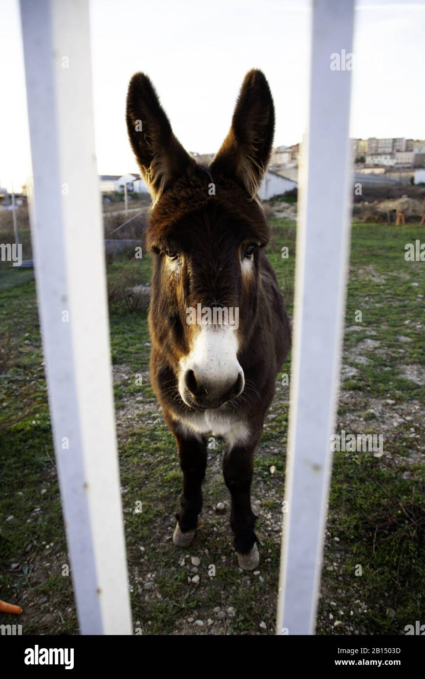 Ânes dans la ferme animale, parc naturel Banque D'Images
