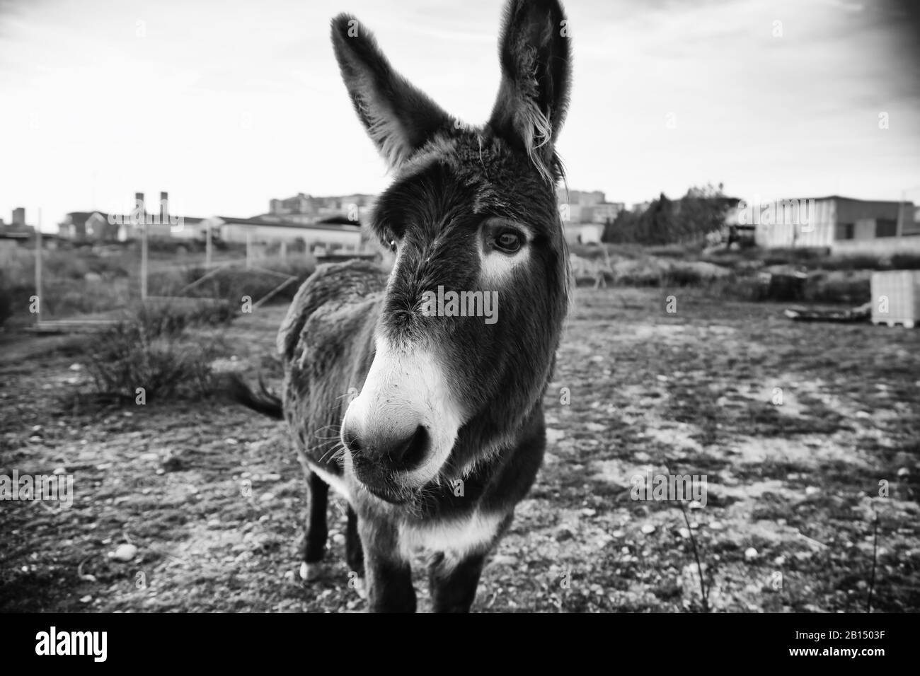 Ânes dans la ferme animale, parc naturel Banque D'Images